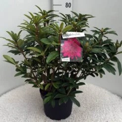 Rhododendron (Rhododendron 'Anah Kruschke') -Planten Verkoopwinkel rh. anah kruschke c10 50 cm