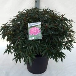 Rhododendron (Rhododendron 'Graziella') -Planten Verkoopwinkel rh. graziella c30 2
