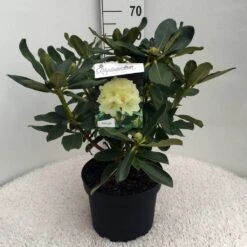 Rhododendron (Rhododendron 'Horizon Monarch') -Planten Verkoopwinkel rh. horizon monarch c10 50 cm 1