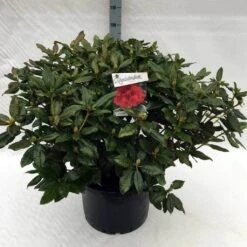 Rhododendron (Rhododendron 'Lord Roberts') -Planten Verkoopwinkel rh. lord roberts c40 1