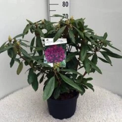 Rhododendron (Rhododendron 'Marcel Menard') -Planten Verkoopwinkel rh. marcel menard c10 50 cm 3