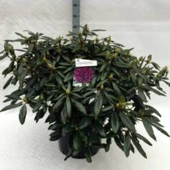 Rhododendron (Rhododendron 'Marcel Menard') -Planten Verkoopwinkel rh. marcel menard c40 3