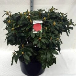 Rhododendron (Rhododendron 'Markeeta's Prize') -Planten Verkoopwinkel rh. markeeta s prize c80 1