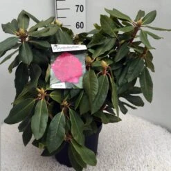 Rhododendron (Rhododendron 'American Beauty') -Planten Verkoopwinkel rh. p. a. beauty c10 50 cm 2