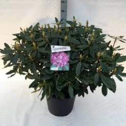 Bosrhododendron (Rhododendron Ponticum 'Roseum') -Planten Verkoopwinkel rh. pont. roseum c30 1