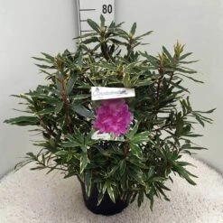 Bosrhododendron (Rhododendron Ponticum 'Variegatum') -Planten Verkoopwinkel rh. pont. variegatum c10 50 cm