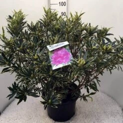 Bosrhododendron (Rhododendron Ponticum 'Variegatum') -Planten Verkoopwinkel rh. pont. variegatum c20