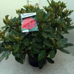 Rhododendron (Rhododendron 'Red Jack') -Planten Verkoopwinkel rh. red jack c20