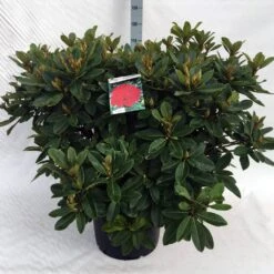 Rhododendron (Rhododendron 'Red Jack') -Planten Verkoopwinkel rh. red jack c40
