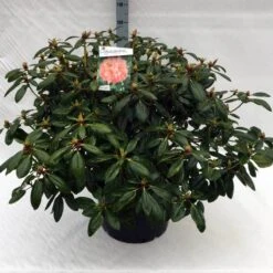 Rhododendron (Rhododendron 'Virginia Richards') -Planten Verkoopwinkel rh. virginia richards c40 1