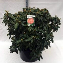 Rhododendron (Rhododendron 'Virginia Richards') -Planten Verkoopwinkel rh. virginia richards c80