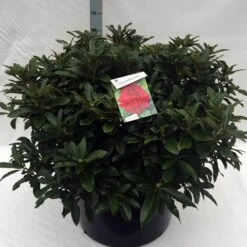 Rhododendron (Rhododendron 'Wilgen's Ruby') -Planten Verkoopwinkel rh. wilgens ruby c80