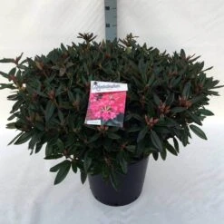 Rhododendron (Rhododendron 'Winsome') -Planten Verkoopwinkel rh. winsome c30