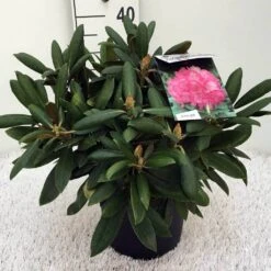 Dwergrhododendron (Rhododendron 'Polaris') -Planten Verkoopwinkel rh. y polaris c5