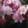 Dwergrhododendron (Rhododendron 'Caroline Allbrook') -Planten Verkoopwinkel rhcallbr 2