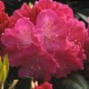 Rhododendron (Rhododendron 'Germania') -Planten Verkoopwinkel rhgerman 2 2