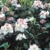 Rhododendron (Rhododendron 'Gomer Waterer') -Planten Verkoopwinkel rhgwater 2 1