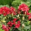 Rhododendron (Rhododendron 'Hachmann's Feuerschein) -Planten Verkoopwinkel rhhfeuer 1 1