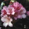 Dwergrhododendron (Rhododendron 'Kalinka') -Planten Verkoopwinkel rhkalink 2