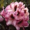 Rhododendron (Rhododendron 'Kokardia') -Planten Verkoopwinkel rhkokard 2 2