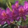 Rhododendron (Rhododendron 'Marcel Menard') -Planten Verkoopwinkel rhmmenar 1 2