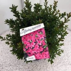 Japanse Azalea (Rhododendron 'Madame Van Hecke') -Planten Verkoopwinkel rho. aj mme van hecke c10 1