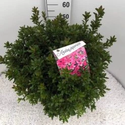 Japanse Azalea (Rhododendron 'Madame Van Hecke') -Planten Verkoopwinkel rho. aj mme van hecke c15 1