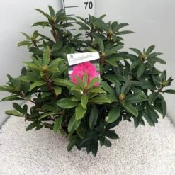 Rhododendron (Rhododendron 'Anah Kruschke') -Planten Verkoopwinkel rho. anah kruschke c10 50 cm 1