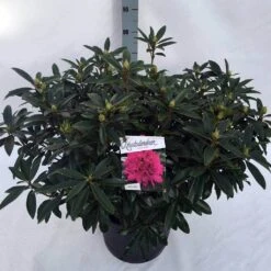 Rhododendron (Rhododendron 'Anah Kruschke') -Planten Verkoopwinkel rho. anah kruschke c30 1