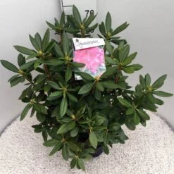 Rhododendron (Rhododendron 'Cosmopolitan') -Planten Verkoopwinkel rho. cosmopolitan c10 50 cm