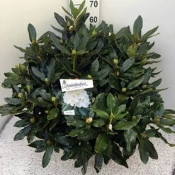 Rhododendron (Rhododendron 'Cunningham White') -Planten Verkoopwinkel rho. cunn white c20 1
