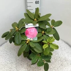 Rhododendron (Rhododendron 'Germania') -Planten Verkoopwinkel rho. germania c10 50 cm 2