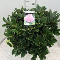 Rhododendron (Rhododendron 'Gomer Waterer') -Planten Verkoopwinkel rho. gomer waterer c20