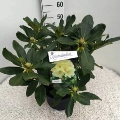 Rhododendron (Rhododendron 'Horizon Monarch') -Planten Verkoopwinkel rho. horizon monarch c10 50 cm 1