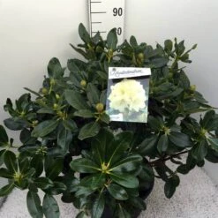 Rhododendron (Rhododendron 'Horizon Monarch') -Planten Verkoopwinkel rho. horizon monarch c20 1