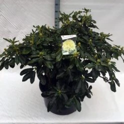 Rhododendron (Rhododendron 'Horizon Monarch') -Planten Verkoopwinkel rho. horizon monarch c80 1