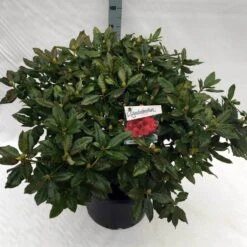 Rhododendron (Rhododendron 'Lord Roberts') -Planten Verkoopwinkel rho. lord roberts c40 1
