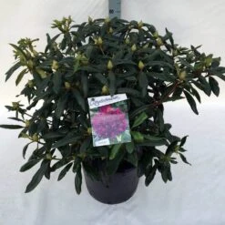 Rhododendron (Rhododendron 'Marcel Menard') -Planten Verkoopwinkel rho. marcel menard c30 1