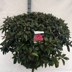 Rhododendron (Rhododendron 'Marie Forte') -Planten Verkoopwinkel rho. marie forte c80