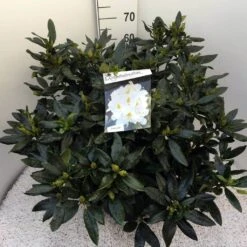 Rhododendron (Rhododendron 'Madame Masson') -Planten Verkoopwinkel rho. mme masson c20 1