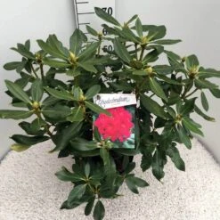 Rhododendron (Rhododendron 'Nova Zembla') -Planten Verkoopwinkel rho. nova zembla c10 50 cm 1