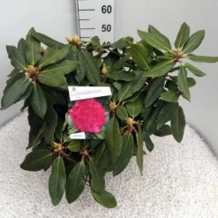 Rhododendron (Rhododendron 'American Beauty') -Planten Verkoopwinkel rho. p. a. beauty c10 50 cm