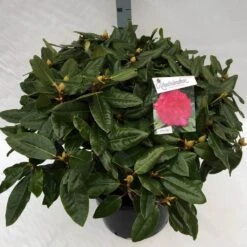 Rhododendron (Rhododendron 'American Beauty') -Planten Verkoopwinkel rho. pierce amercian beauty c40 2