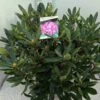 Bosrhododendron (Rhododendron Ponticum 'Roseum') -Planten Verkoopwinkel rho. ponticum roseum c20 1