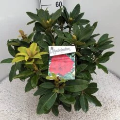 Rhododendron (Rhododendron 'Red Jack') -Planten Verkoopwinkel rho. red jack c10 50 cm