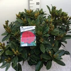 Rhododendron (Rhododendron 'Red Jack') -Planten Verkoopwinkel rho. red jack c20