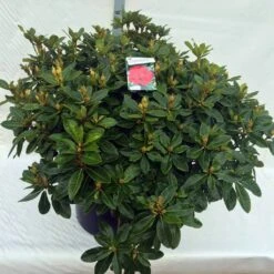 Rhododendron (Rhododendron 'Red Jack') -Planten Verkoopwinkel rho. red jack c80