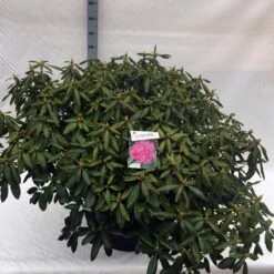 Rhododendron (Rhododendron 'Roseum Elegans') -Planten Verkoopwinkel rho. roseum elegans c80 1