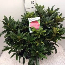 Rhododendron (Rhododendron 'Wilgen's Ruby') -Planten Verkoopwinkel rho. wilgens ruby c20