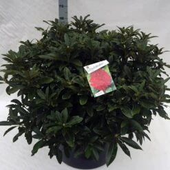 Rhododendron (Rhododendron 'Wilgen's Ruby') -Planten Verkoopwinkel rho. wilgens ruby c80 1